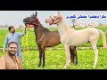Desi Horses For Sale White Naqra Horse Mushki Black Mare Pure Desi Breed