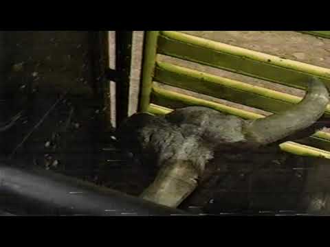 Red Wolf bucks Ted Nuce - 95 PBR Finals