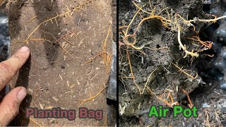 Potting Up Durian for ROOT Development in Air Pots