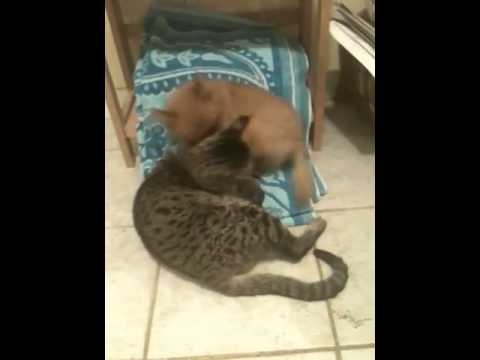 Djembe and Kumi playing