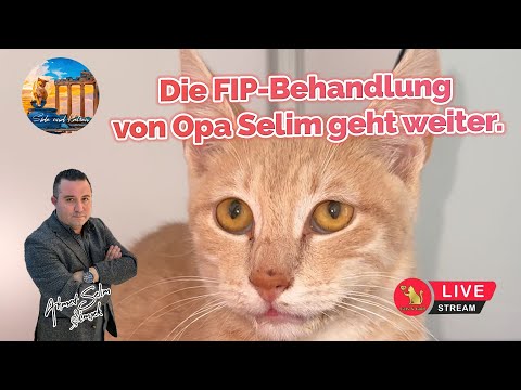 Die FIP-Behandlung von Opa Selim geht weiter.