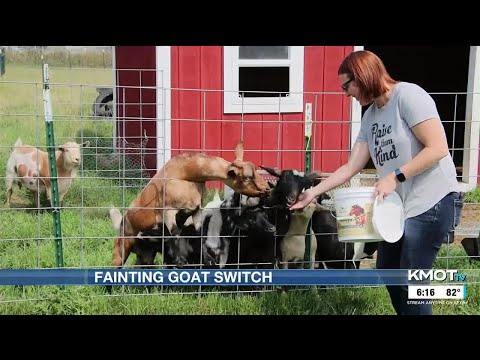 Fainting goats? Why some North Dakota farmers are making the switch