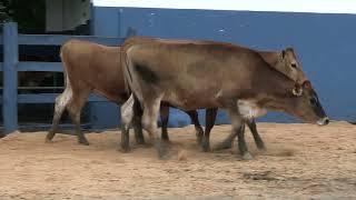 Vídeo 144 - 1ª ETAPA MEGA LIQUIDAÇÃO TOTAL AGROPECUÁRIA MARAJOARA - DIA 4 | GADO GIROLANDO E HOLANDÊS