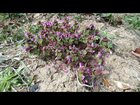 Пчеловодство. Откуда и с каких цветков пчёлы собирают красную пыльцу и обножку.