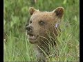 Itty Bitty Kiddy Wildlife The Teddy Bears 1997 Original VHS Full Video EP SLP Mode