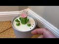 Happy Polly Ceramic Cactus Cat Water Fountain Works Poorly Arrived Cracked