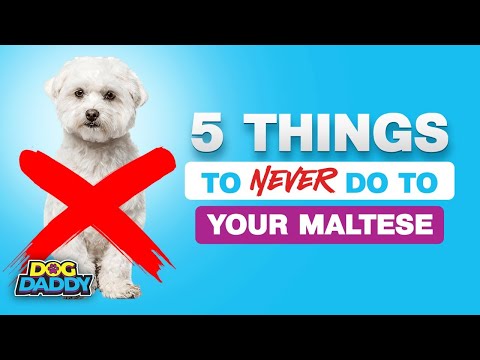5 Things You Must Never Do to Your Maltese Dog