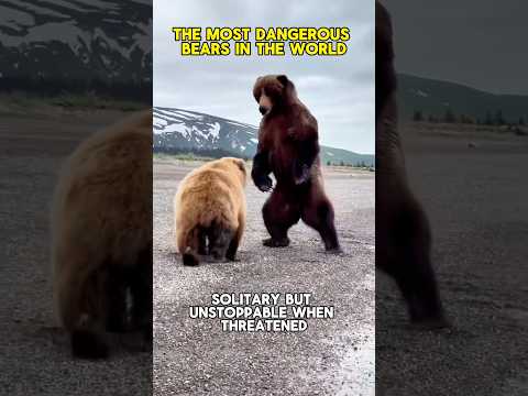 The Most Dangerous Bears In The World! 😳