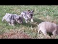 French Bulldog dogs for sale: Avril - Video 1