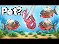 I Got Pet Piranhas Yes Really