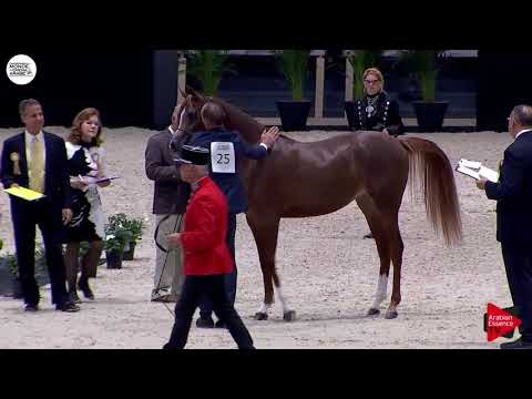 N.25 SILHOUETTE AS - Paris 2018 - Yearling Fillies (Class CM 1B)