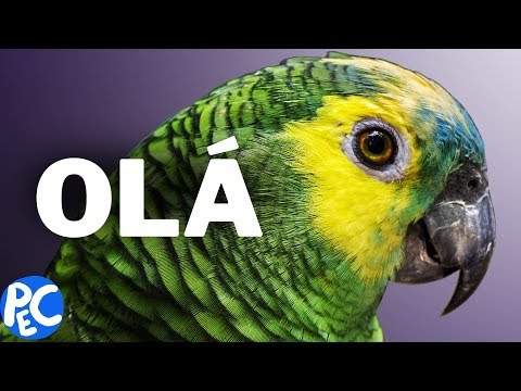 como PAPAGAIOS FALAM como HUMANOS?