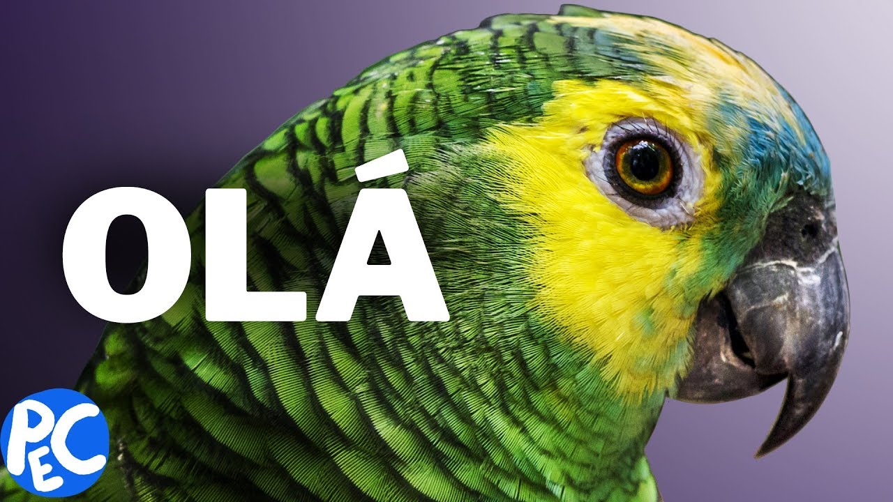 como PAPAGAIOS FALAM como HUMANOS?