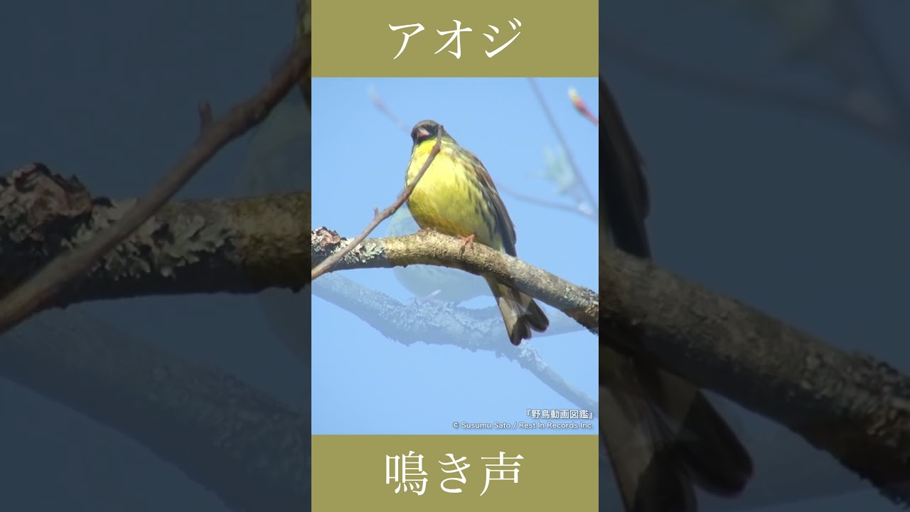 アオジの鳴き声 | さえずり | 野鳥動画図鑑 #shorts