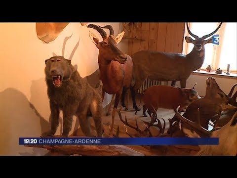download lagu mp3 mp4 Taxidermiste France, download lagu Taxidermiste France gratis, unduh video klip Taxidermiste France