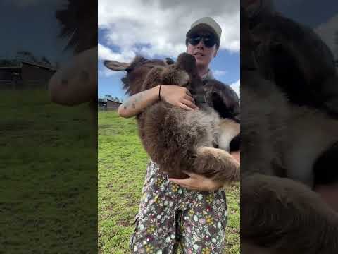 Le bébé âne adore les câlins