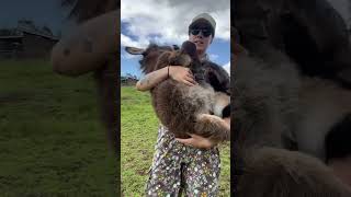 Le bébé âne adore les câlins