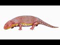 Peltobatrachus - The Odd Terrestrial Armadillo-like Amphibian