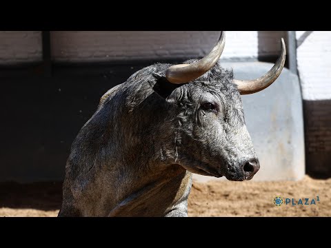 SORTEO | Toros Adolfo Martín, corrida toros 6 junio