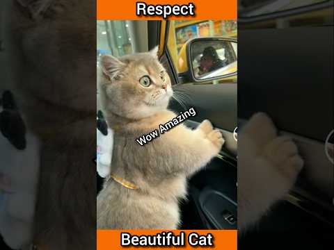 Beautiful Cat 🙀 #shorts #viralshorts #catlover