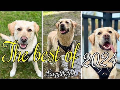 BASIL IN 2024 - BEST FILMS 🎆🎥 | bazylthelab