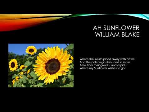 Ah Sunflower by William Blake
