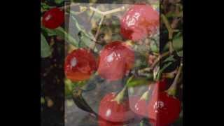 Johnny Rodriguez~~Poison Red Berries~ A Mickey Newbury song.wmv