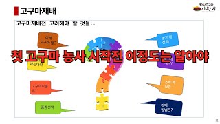 초보 고구마 농사 , 텃밭 고구마농사도 이 정도는 알고 시작해야