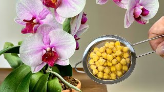 Ein wahrer Schatz für Orchideen! Sie blühen nonstop 🌺 und Wurzeln wachsen wie verrückt!