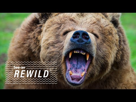 如何讓灰熊獲得生存所需的空間？ (How To Get Grizzly Bears the Space They Need to Survive)