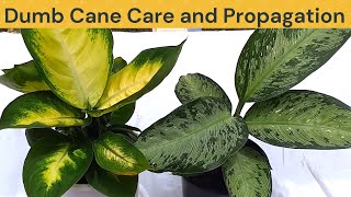 Dumb Cane or Dieffenbachia Care and Propagation