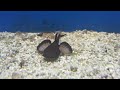 Sorubimichthys planiceps Sorubimichthys planiceps