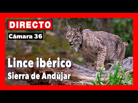 Sierra Morena thumbnail