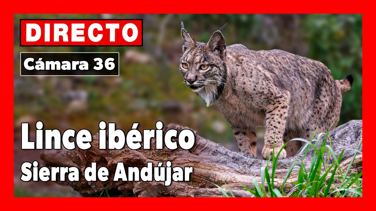 Live webcam view of Cámara de lince ibérico