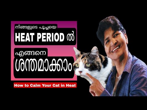 Heat Period-ൽ നിങ്ങളുടെ പൂച്ചയെ എങ്ങനെ ശാന്തമാക്കാം | Cat Reproductive Health @NANDASPets