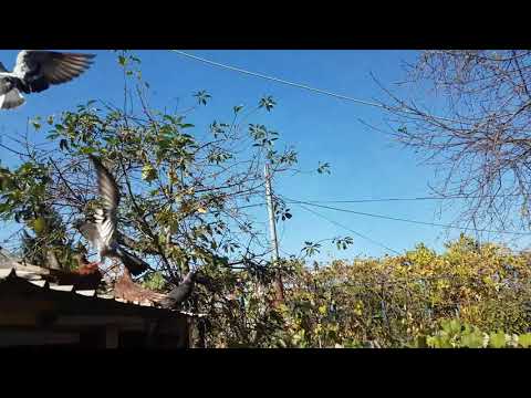 Takla 2019 (MGV- Roata de Jos)