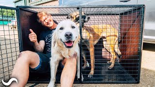 Building CUSTOM Dog Crates for my Belgian Malinois and Golden Retriever!!