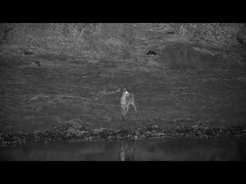 Djuma: Duiker drinks at the dam - 02:38 - 08/27/21