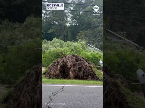 Massive tree falls down in Georgia flash flooding
