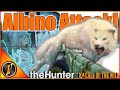 Von Einem Albinowolf Auf Dem Asky Ridge Angegriffen TheHunter Call Of The Wild