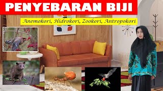 Penyebaran Biji (Spread of Seeds) | Anemokori, Hidrokori, Zookori, Antropokori