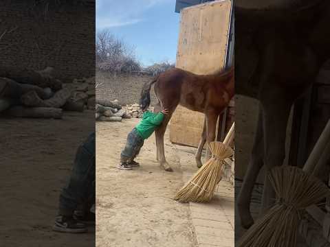 A Young Shepherd and His Foal