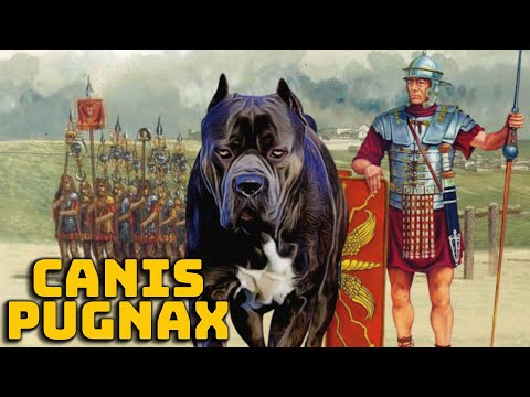 Canis Pugnax: Der Römische Kriegshund - Geschichte und Mythologie Illustriert