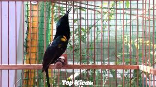 Download lagu King Konin Gacor Super Lincah mp3