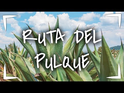 RUTA DEL PULQUE ► Visitamos el Rancho Pulquero  San Isidro ❓6 COSAS que no SABIAS DEL PULQUE