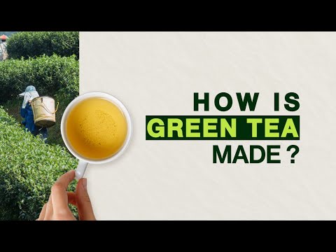 How Green Tea is Made - Green Tea Processing and Cultivation