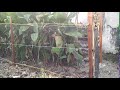 Menarik Wow Inilah Hasil Pemasangan Pagar Kayu Pindis Kayu Besi Waring Kawat Berduri Ampuh, Terbaru!
