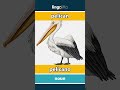 pelican - pelícano video thumbnail