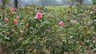 Zakir Hussain Rose Garden, Chandigarh