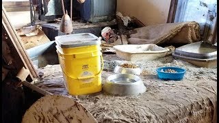 Vacant Kenosha home filled with cats, filth